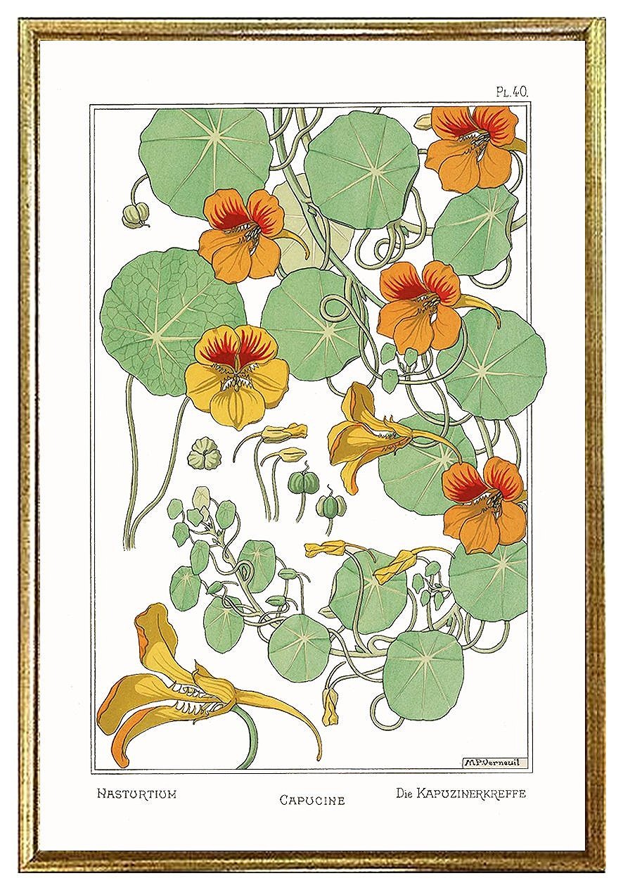 nasturium-antique-botanical-print-1896-museum-outlets.jpg