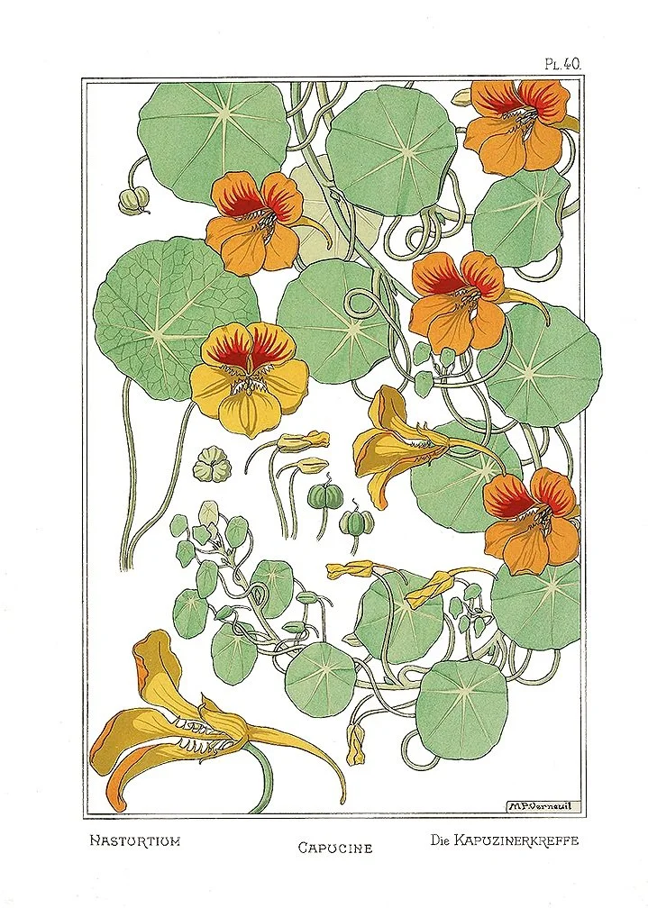 nasturim-antique-botanical-print-1896-museum-outlets.jpg