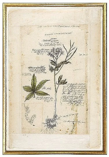 purple-flower-antique-botanical-print-wall-art-museum-outlets.jpg