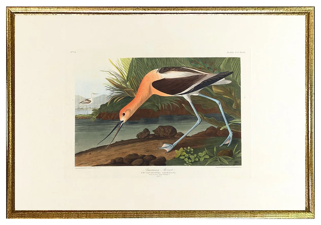 avocet-vintage-audubon-print-museum-outlets.jpg