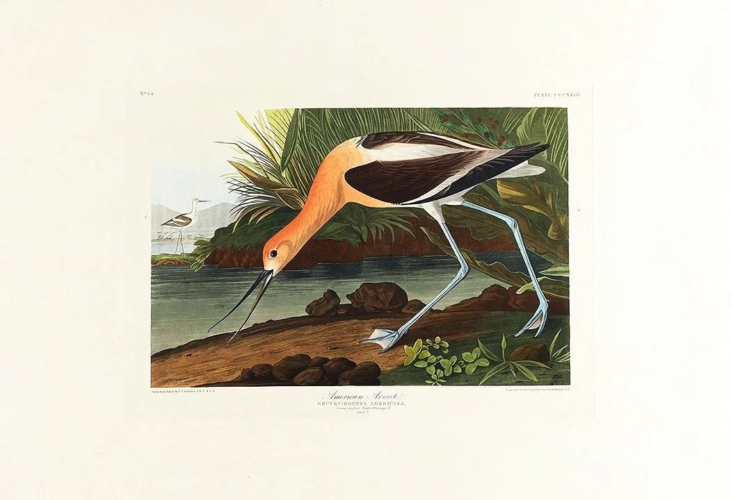 Avocet-vintage-audubon-print--museum-outlets.jpg