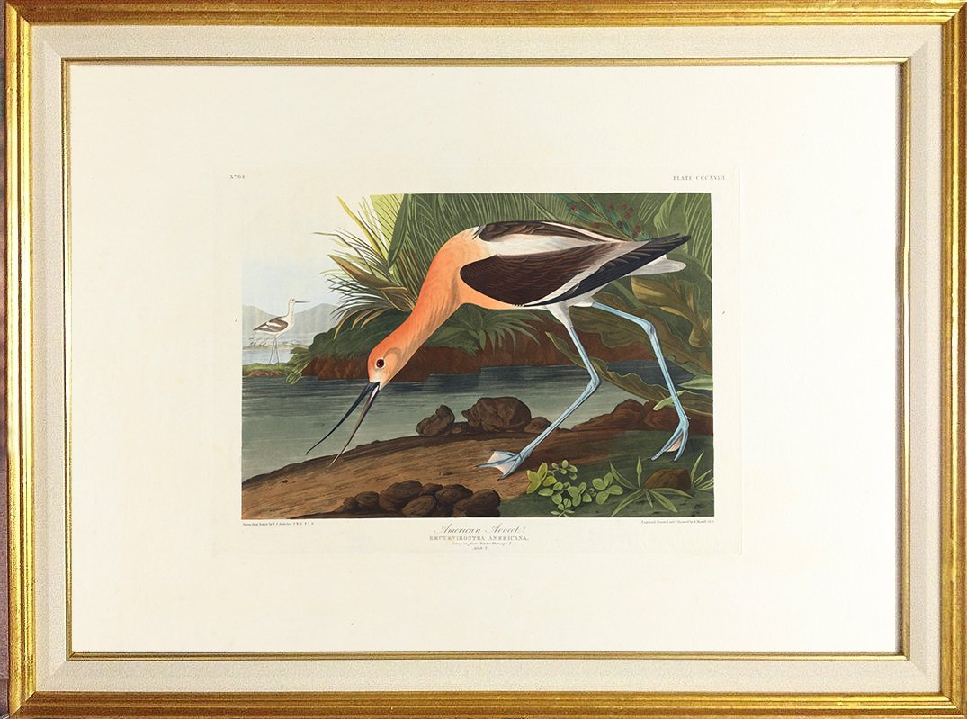 avocet-audubon-prints-museum-outlets.jpg