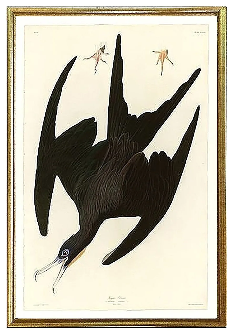 Audubon-prints-Frigate-Pelican--museum-outlets.jpg