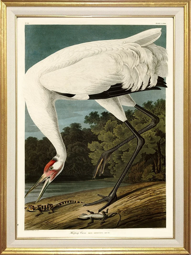 Hooping Crane Audubon Print