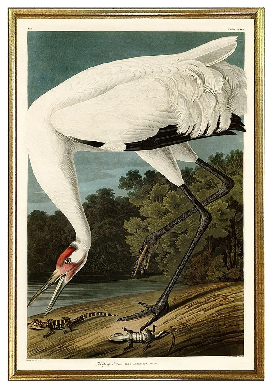 Hooping Crane Audubon Print