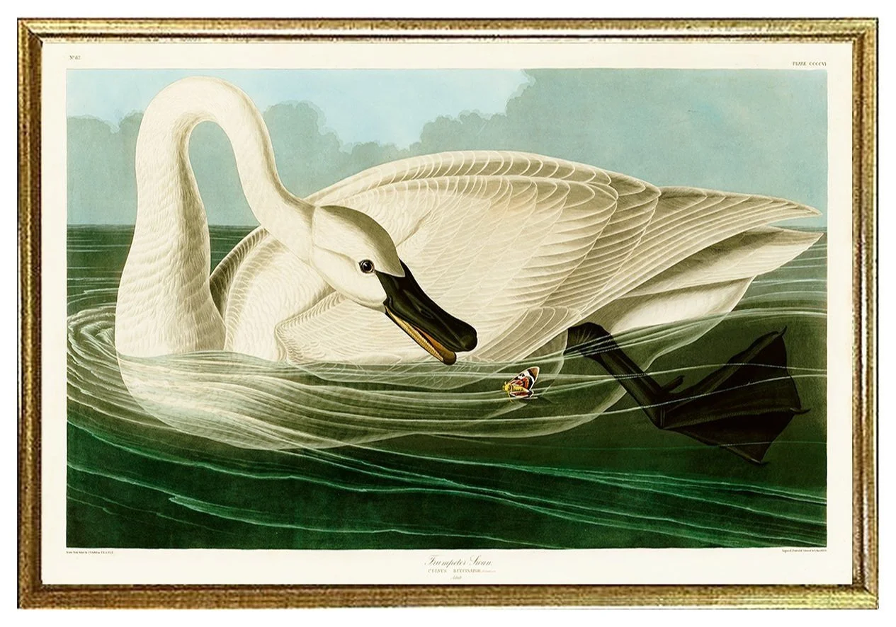Trumpeter Swan Audubon Print