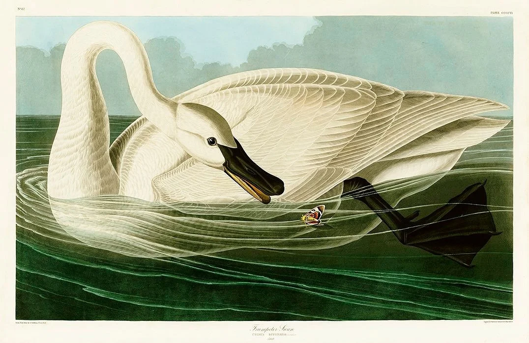 Trumpeter Swan Audubon Print