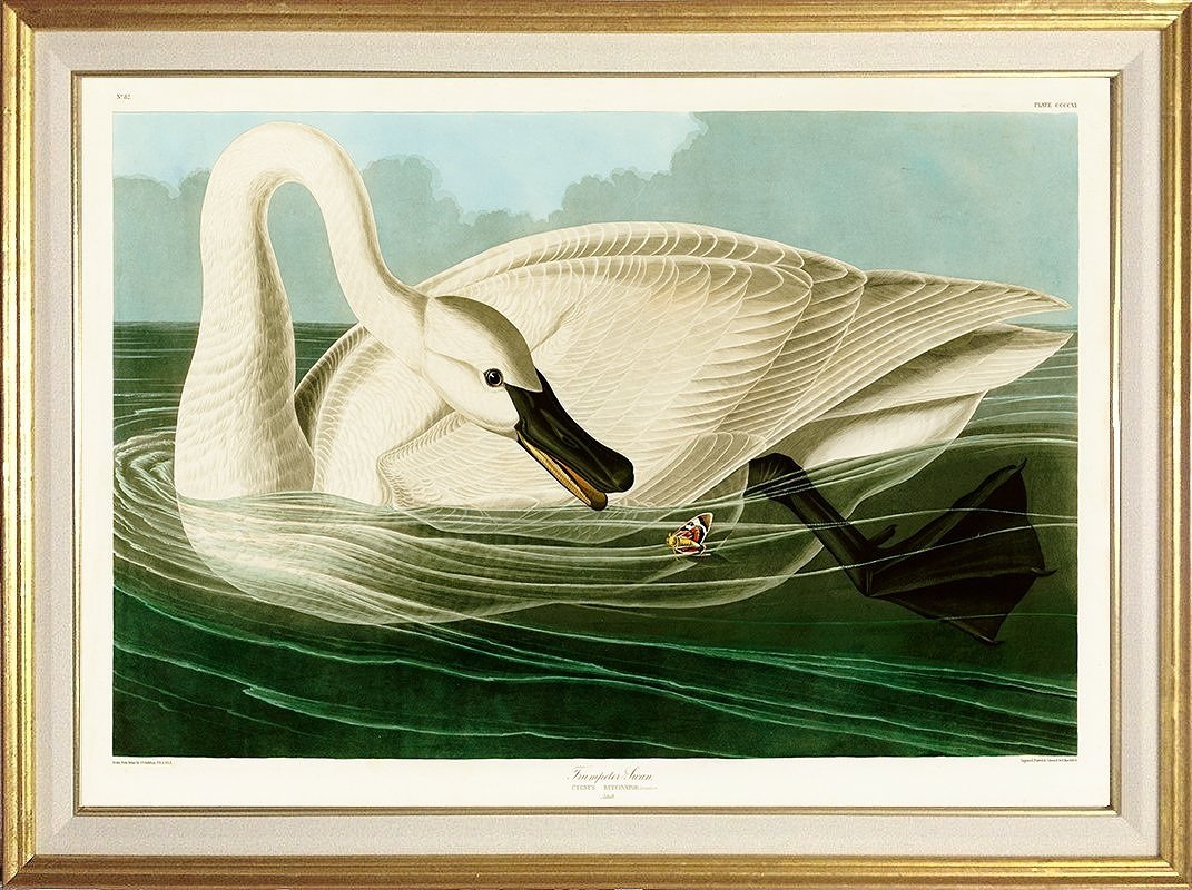 Trumpeter Swan Audubon Print