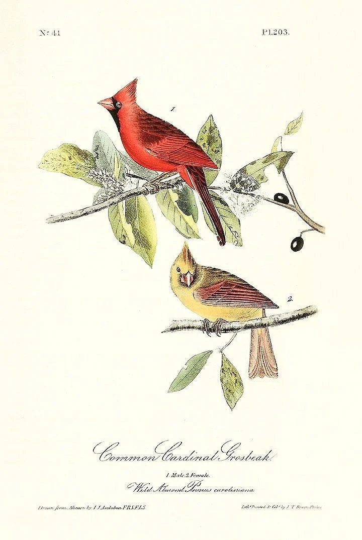 Cardinal-Audubon-print-museum-outlets.jpg
