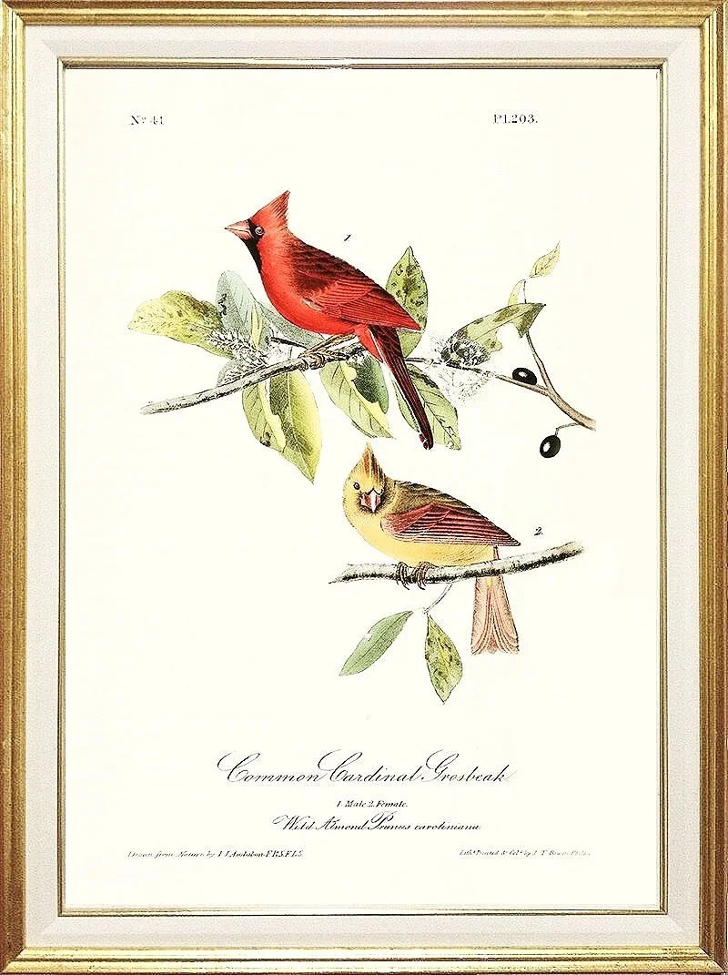cardinal-audubon-print--museum--outlets.jpg