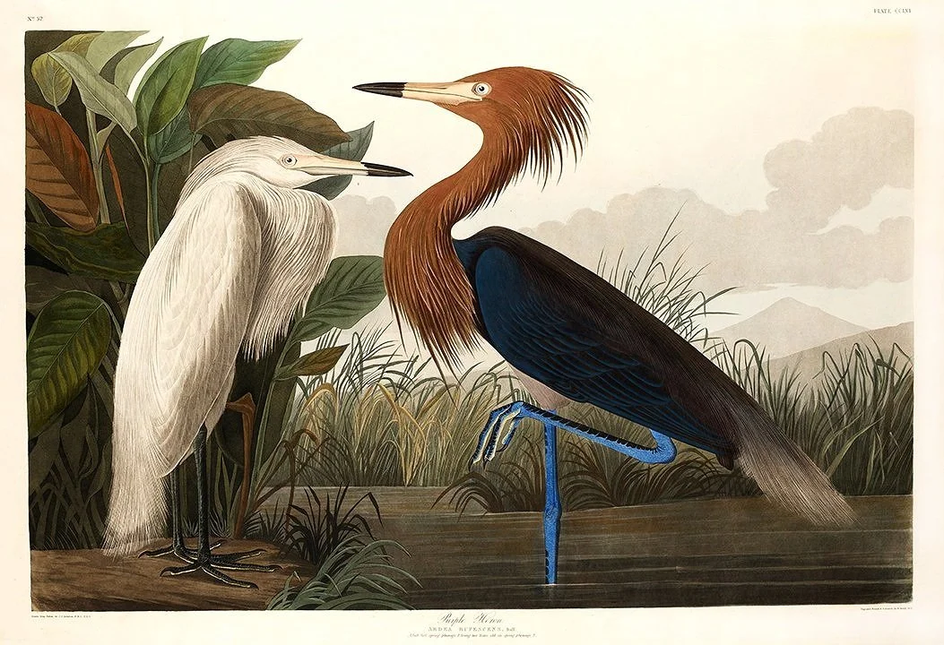 Purple_heron-audubon-print-museum-outlets.jpg