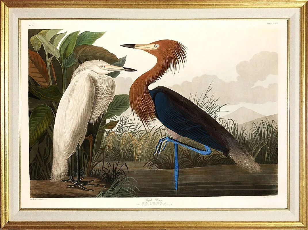 purple-heron-audubon-print-museum-outlets.jpg