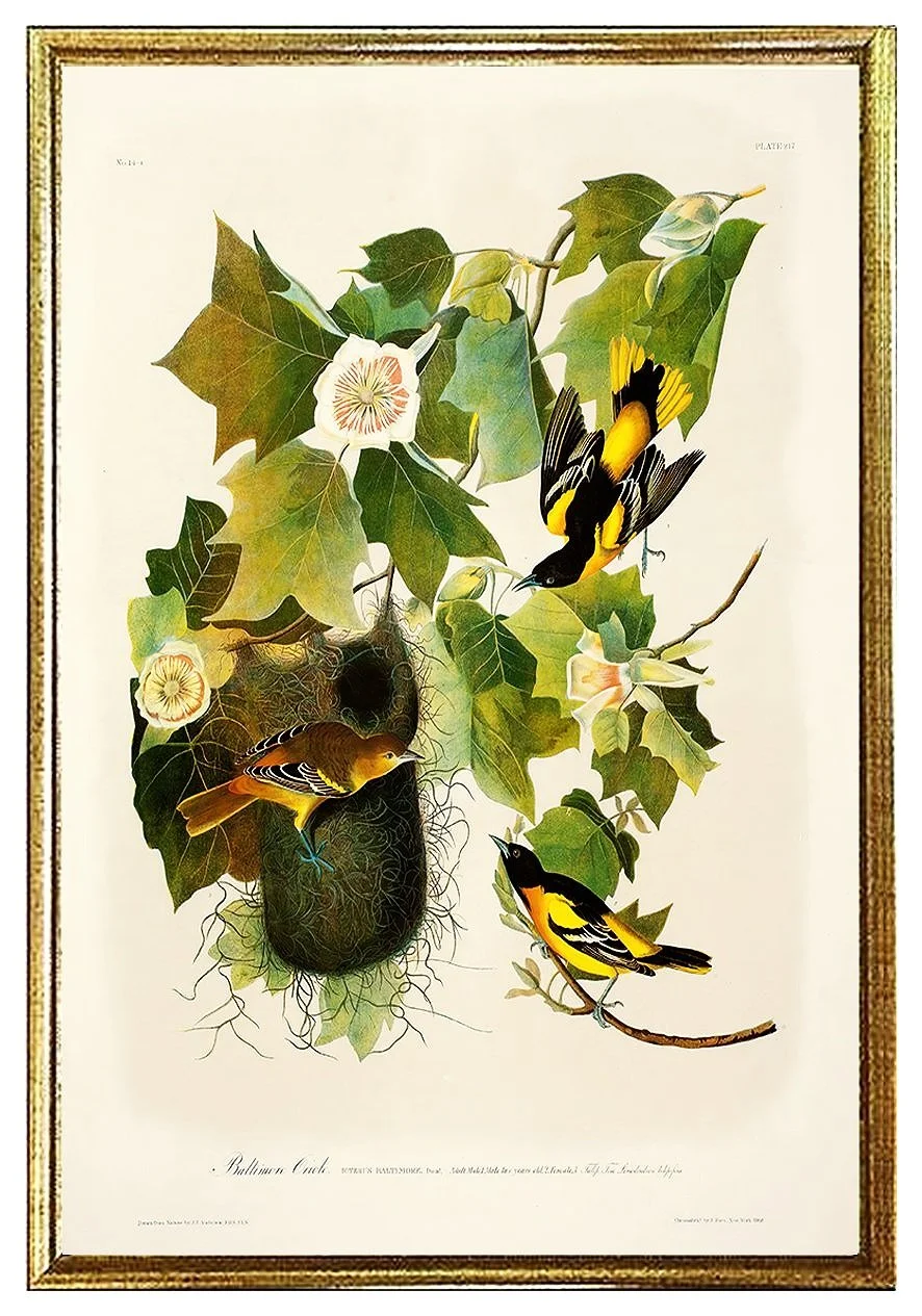 baltimore-oriole-audubon-prints-museum-outlets.jpg