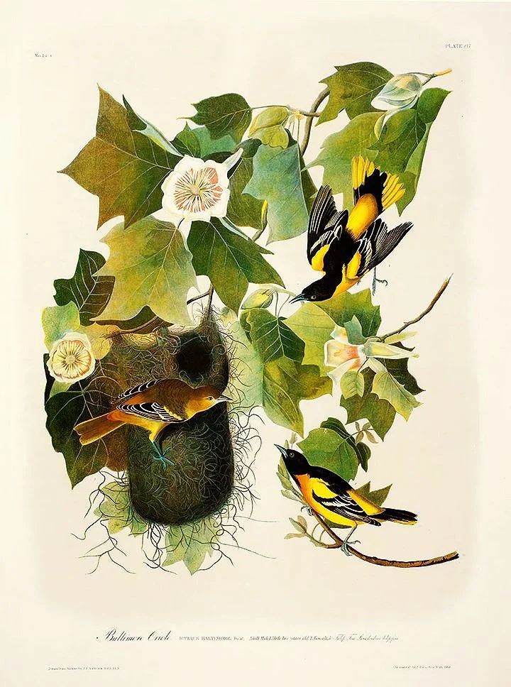 Baltimore Oriole Audubon Print — MUSEUM OUTLETS
