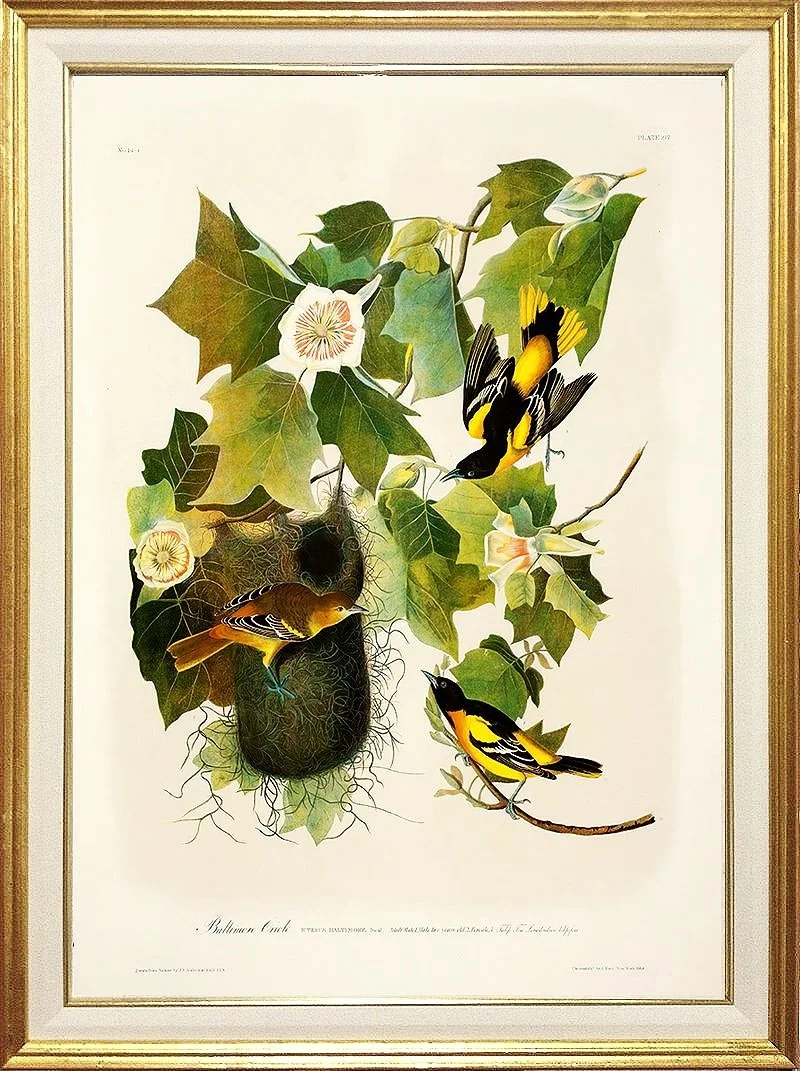 audubon-print-baltimore-oriole-museum-outlets.jpg
