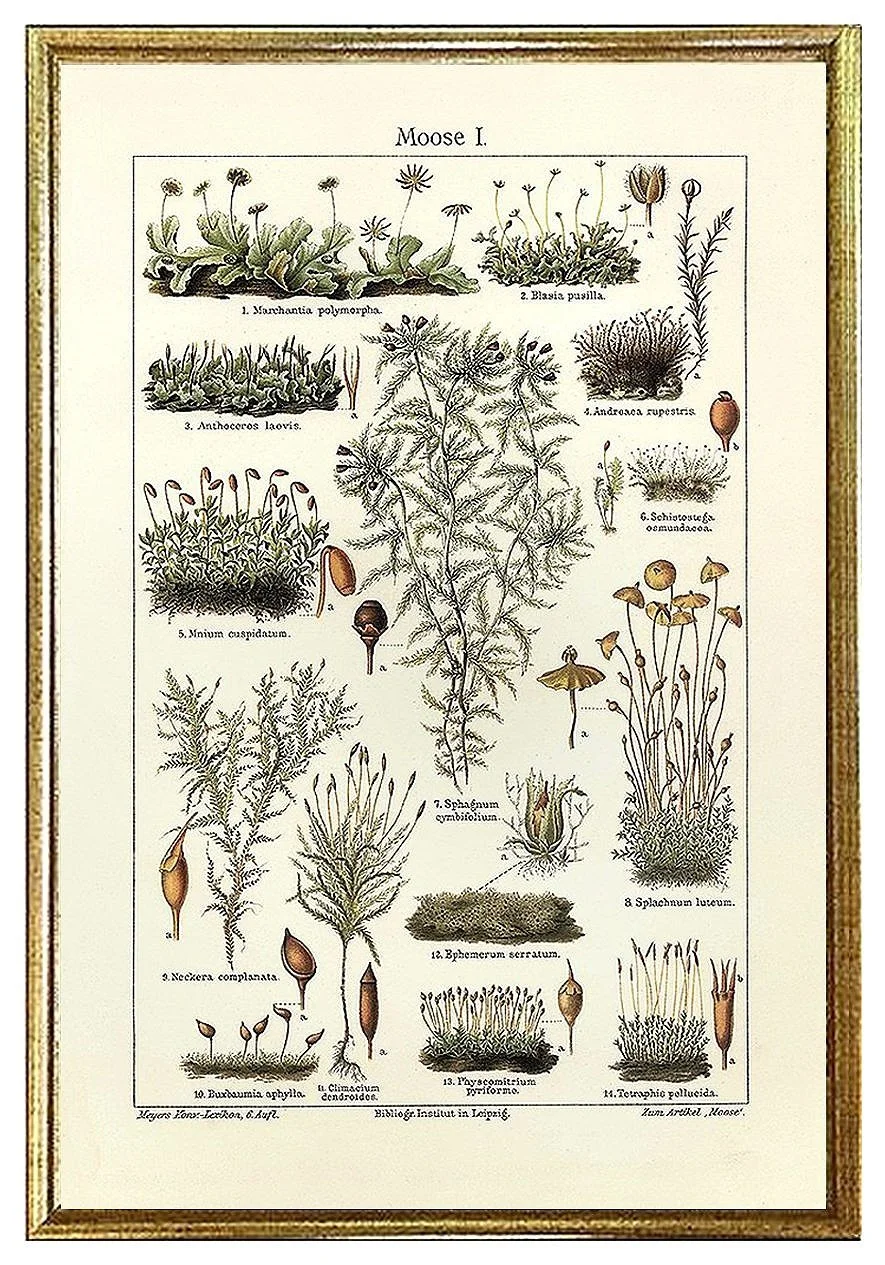 moss-antique-botanical-print-poster-museum-outlets.jpg