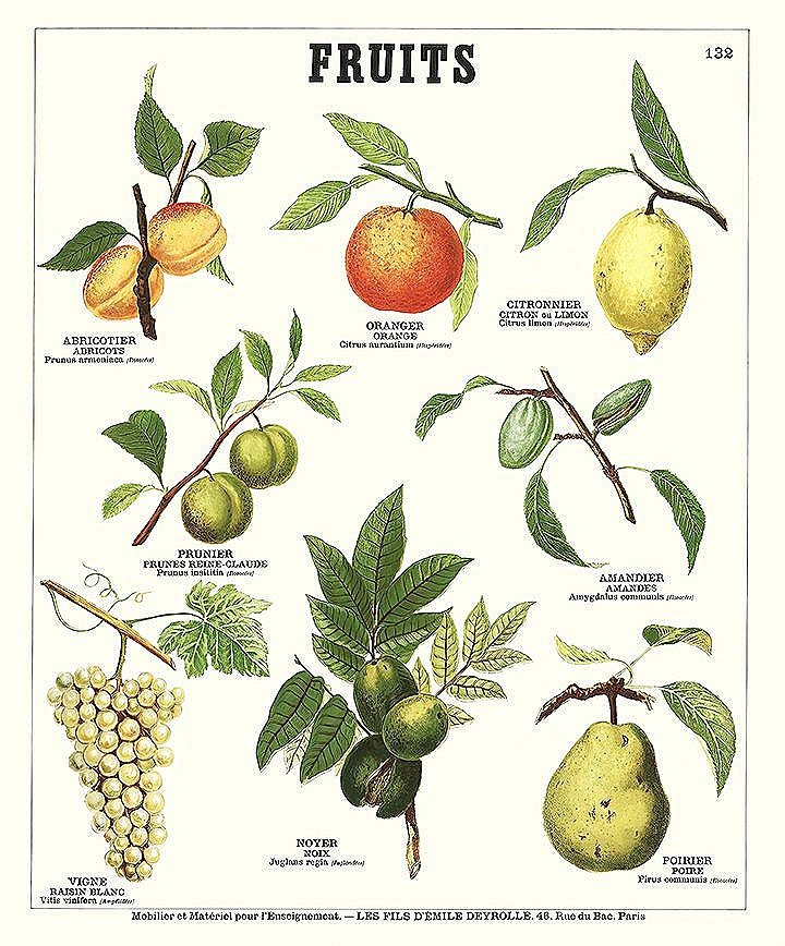 Deyrolle-Fruits-vintage-botanical-print-museum-outlets.jpg