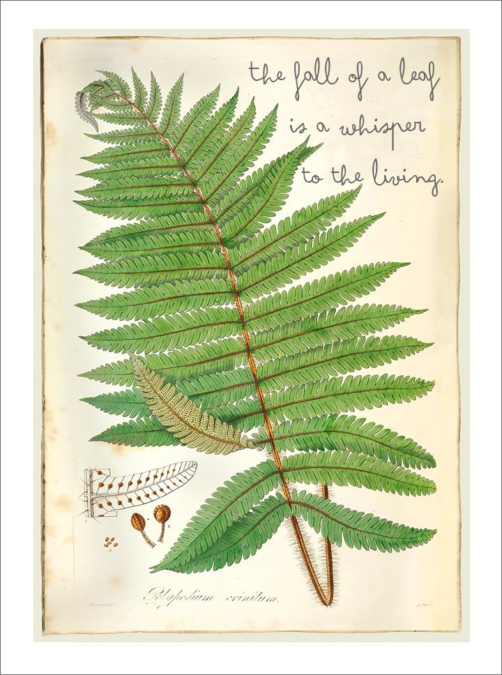 fall of a leaf sympathy card