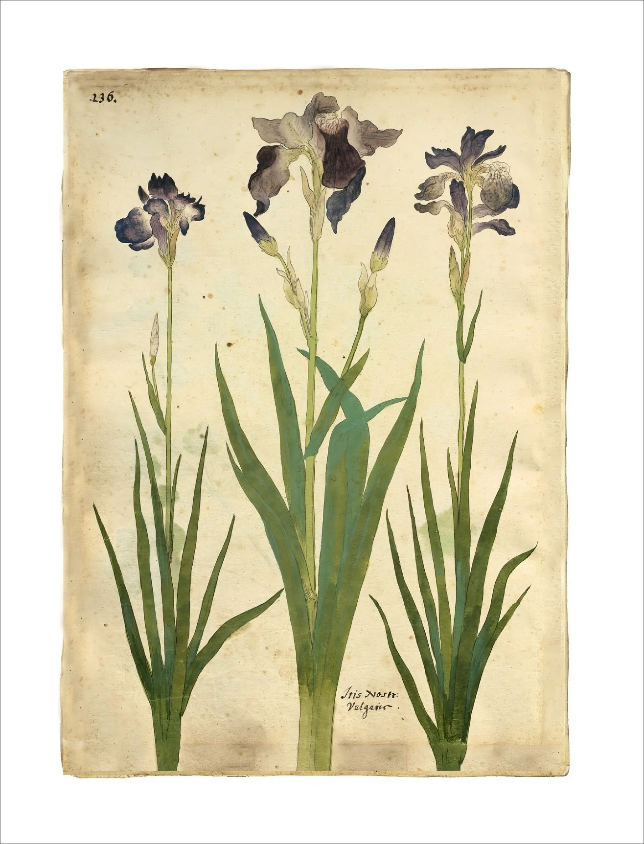 iris elegant sympathy card