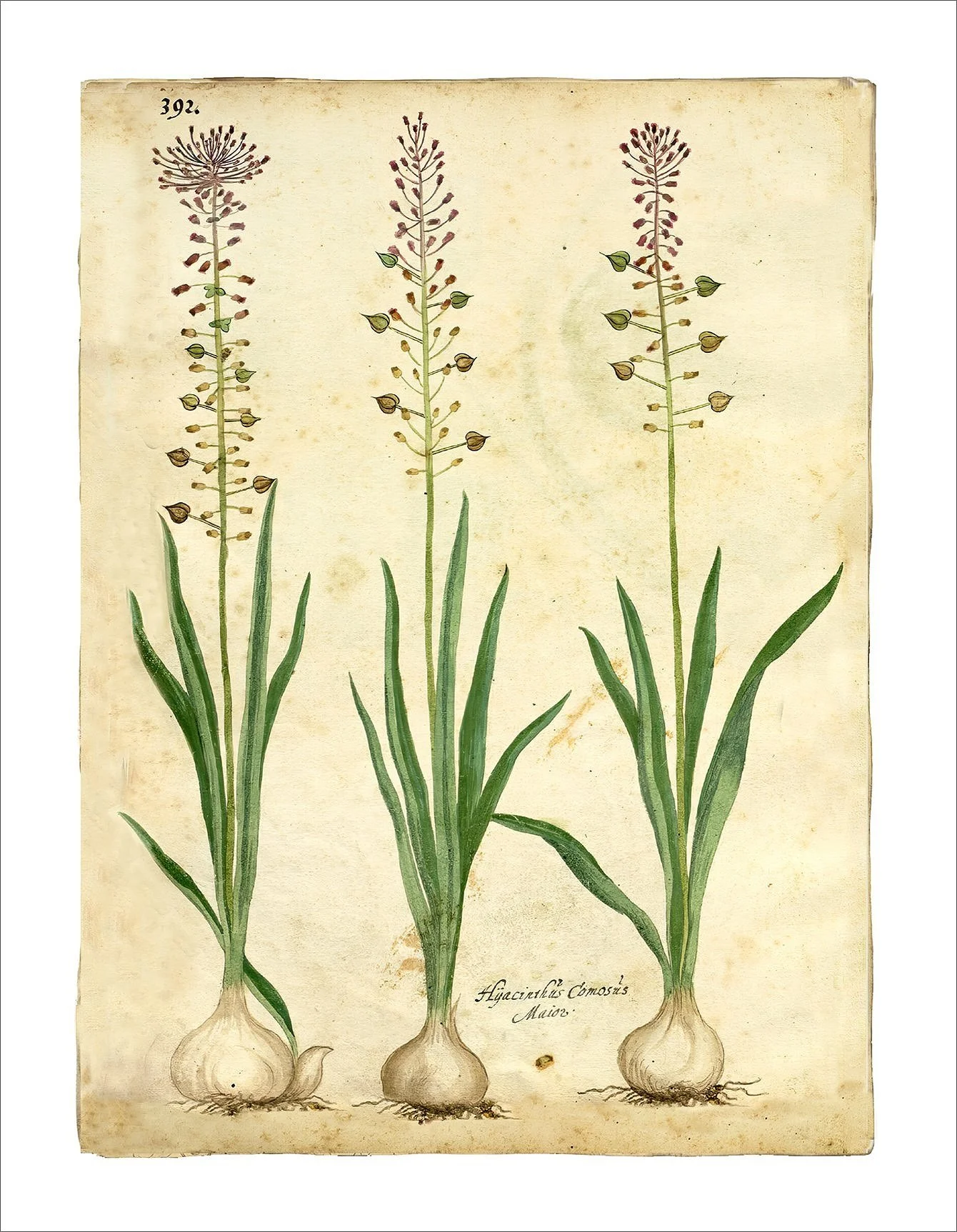 early botanical elegant thinking of you card
