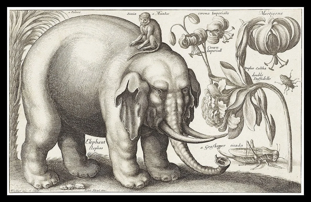 Elephant-engraving-animal-print--1663-museum-outlets.jpg