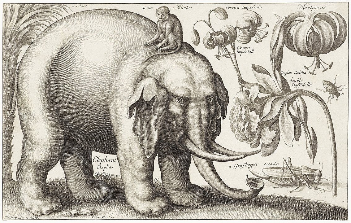 Elephant-engraving-animal-print-1663-museum-outlets.jpg