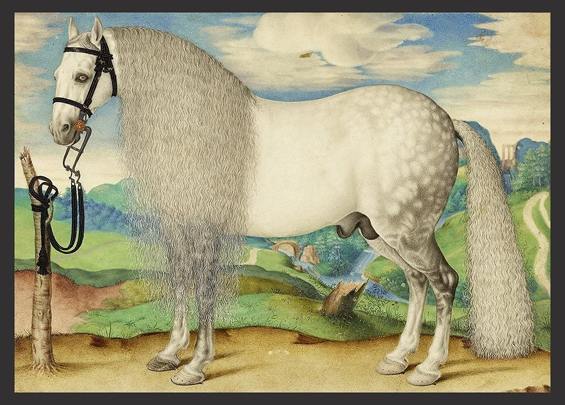 Dappled-Gray-Stallion-16th-Century-antique-horse-print--museum-outlets.jpg