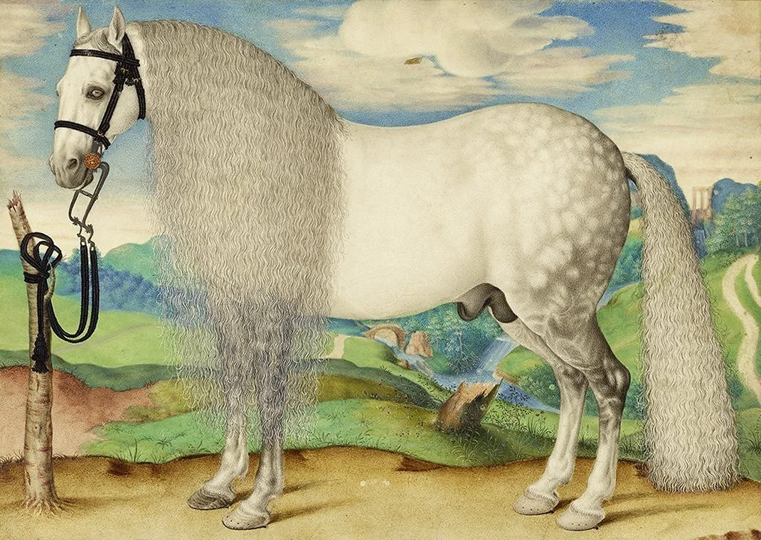 Dappled-Gray-Stallion-16th-Century-antique-horse-print--museum-outlets.jpg