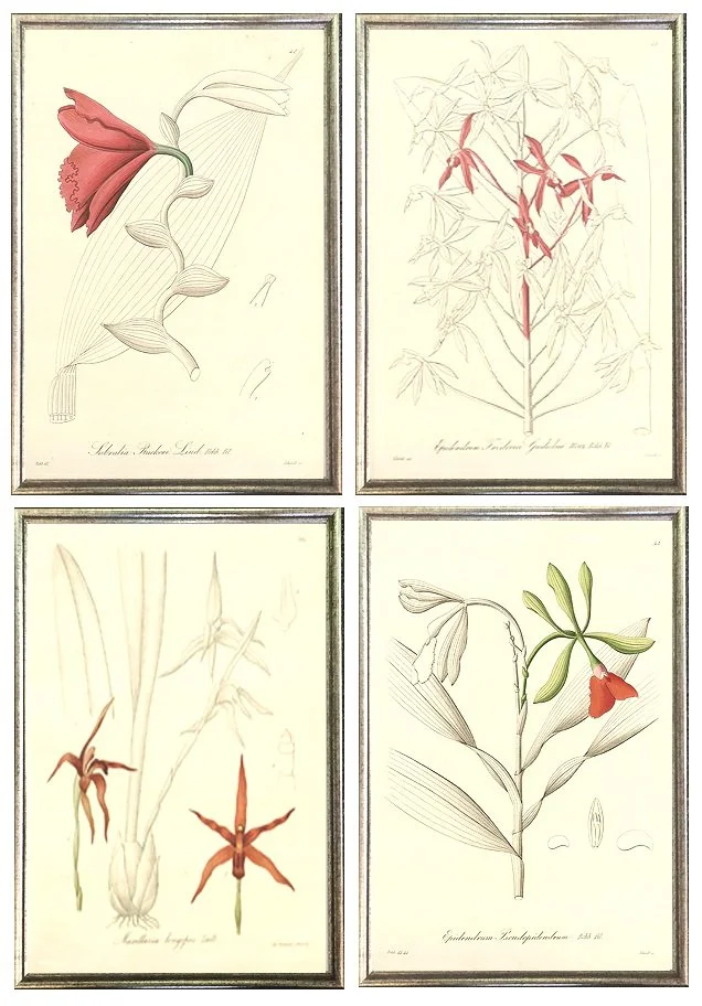 antique orchids framed gallery wall grouping