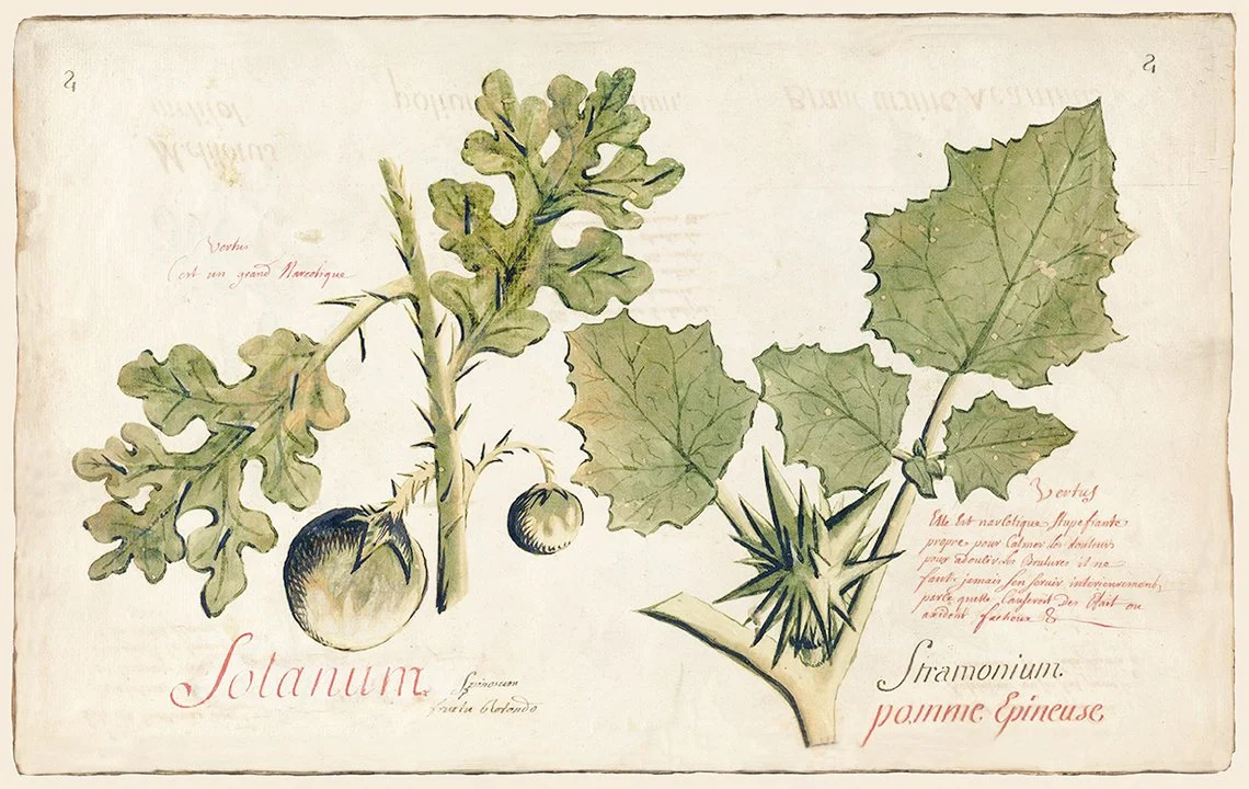 nightshade-jimsonweed-antique-botanical-print-museum-outlets.jpg