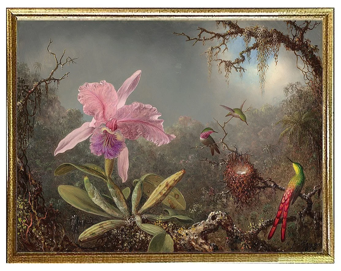 Cattleya Orchid and Hummingbirds Fine Art Print by Martin Johnson Heade