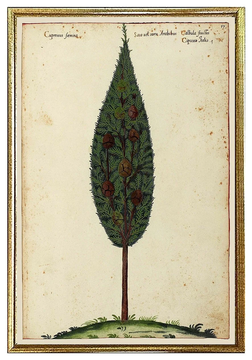 cypress-antique-botanical-print--museum-outlets.jpg