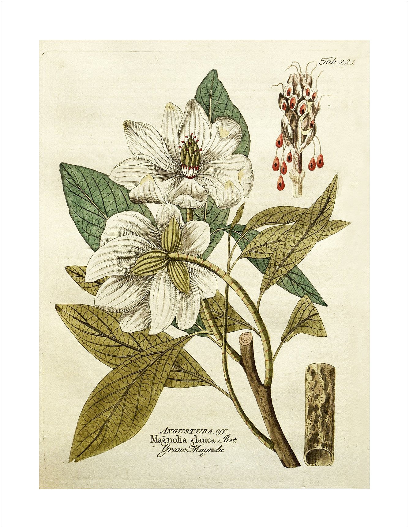 magnolia elegant sympathy card