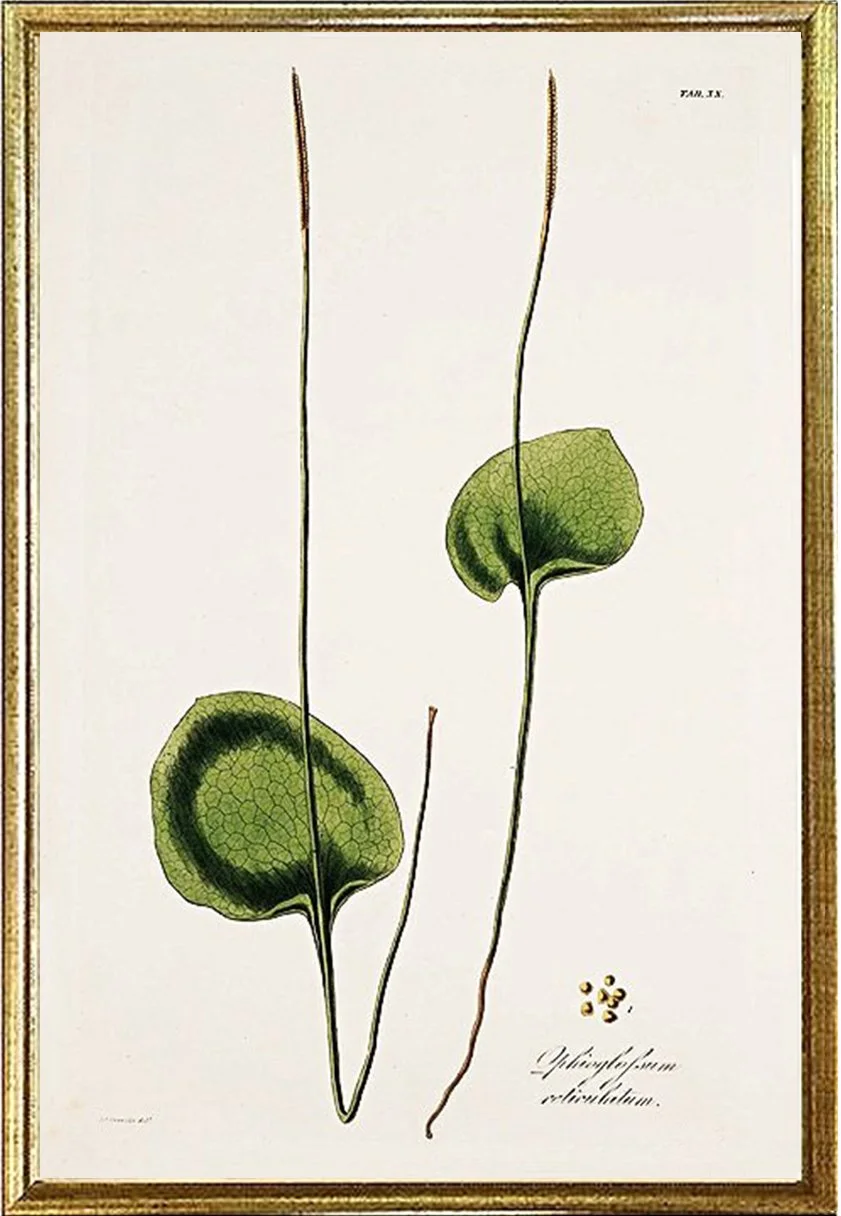antique-fern-prints-framed-museum-outlets.jpg