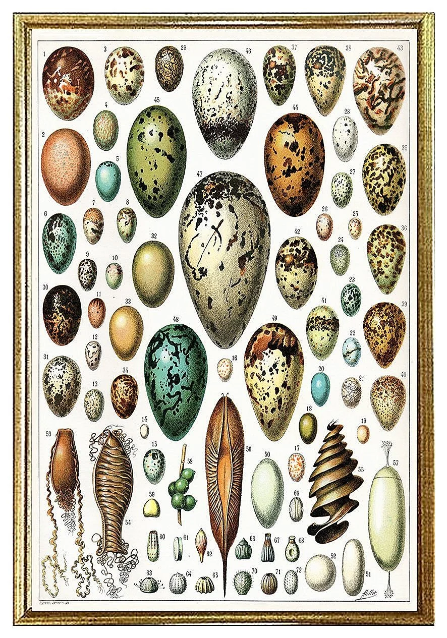 adolphe-millot-eggs-vintage-bird-print-museum-outlets.jpg