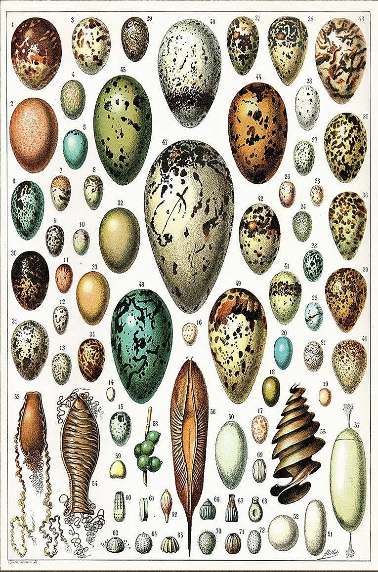 adolphe-millot-eggs-vintage-bird-print--museum-outlets.jpg