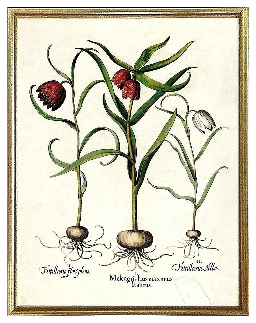 besler-antique-botanical-print.jpg