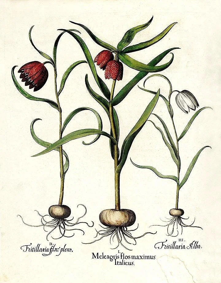 Besler-antique-botanical-print-museum-outlets.jpg