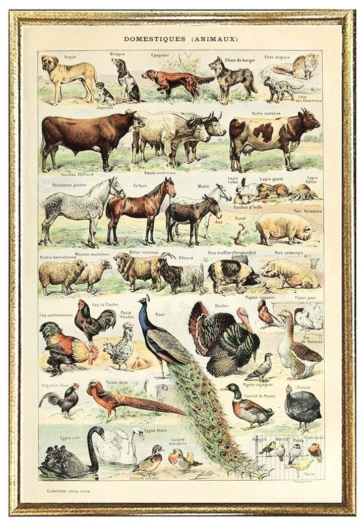 millot-antique-animal-prints-purple-museum-outlets.jpg