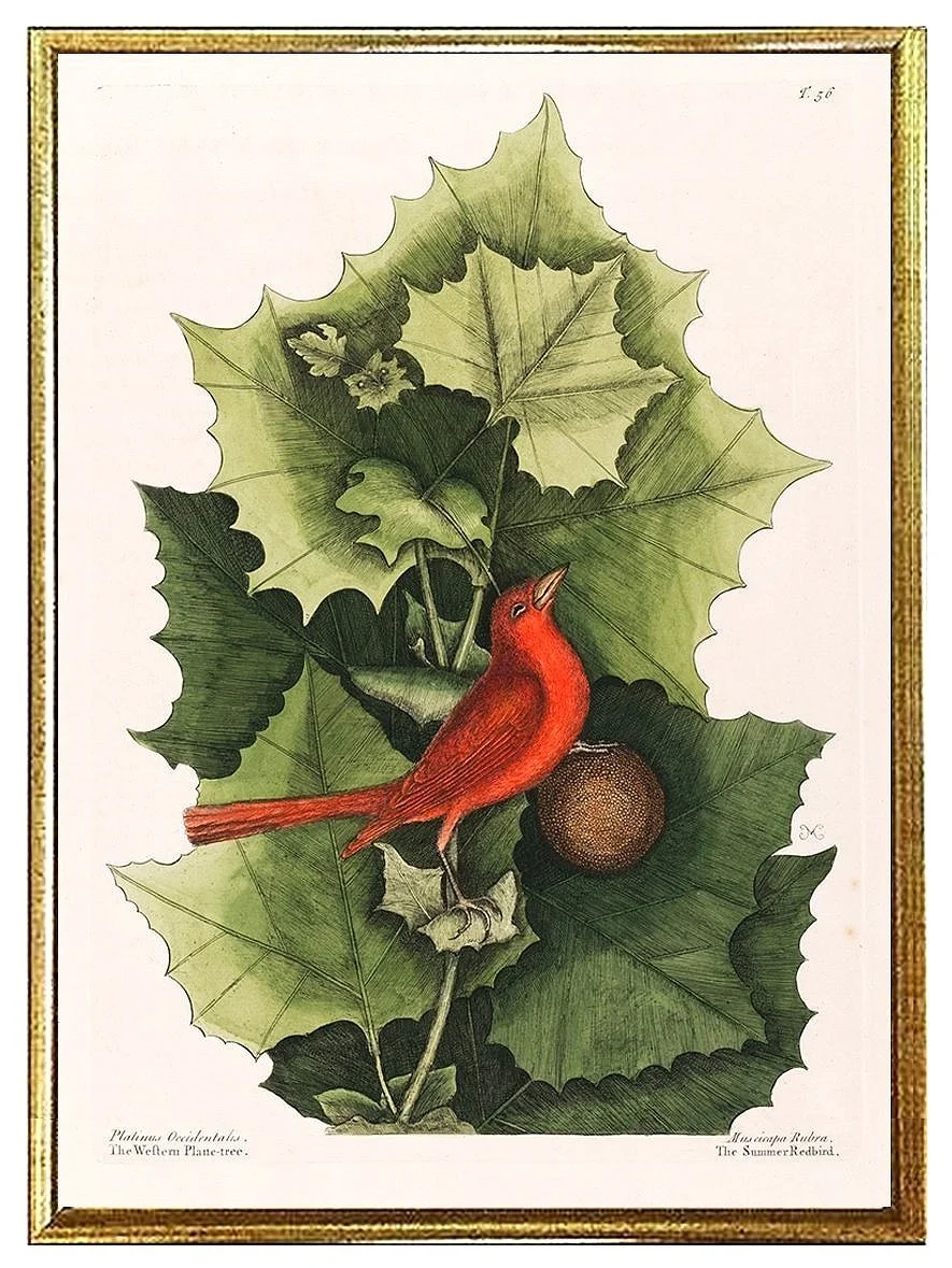 catesby-summer-redbird-antique-bird-prints-museum-outlets.jpg