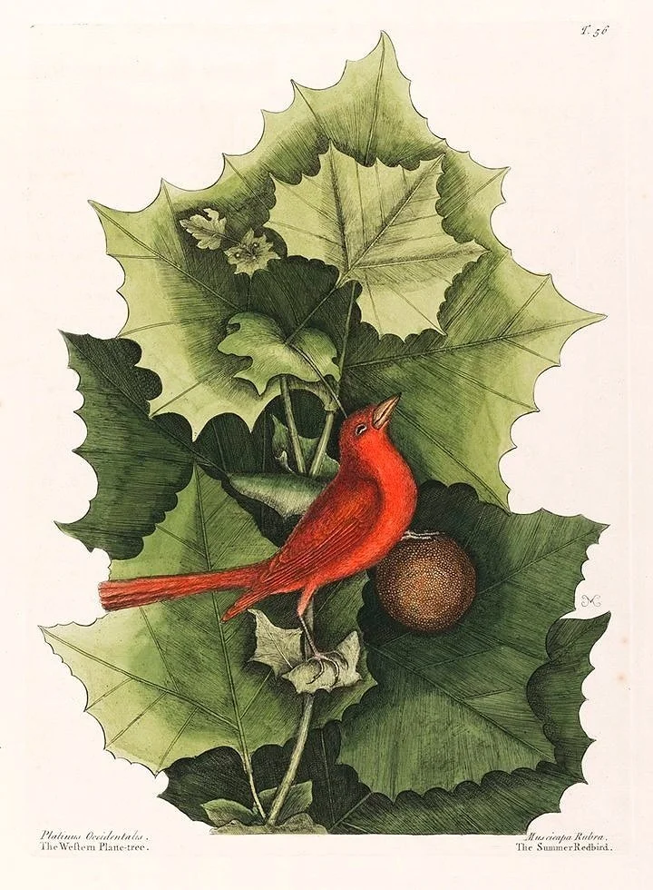 catesby-summer-redbird-antique-bird-print--museum-outlets.jpg