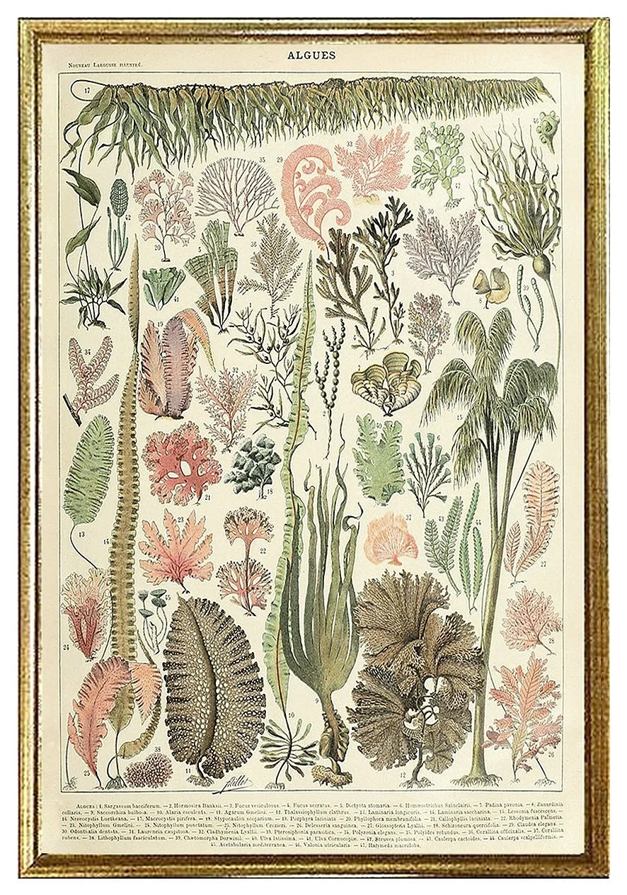 millot-algues-vintage-botanical-print-museum-outlets.jpg