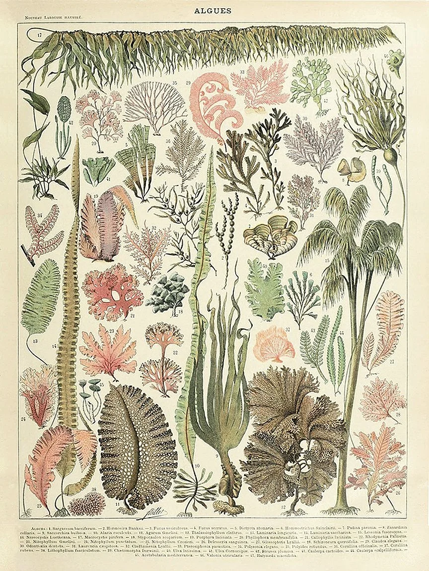 Adolphe-Millot-algues-vintage-botanical-print-museum-outlets.jpg
