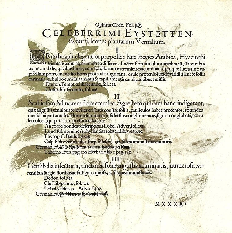 besler-page-offset-botanical-print--museum-outlets.jpg