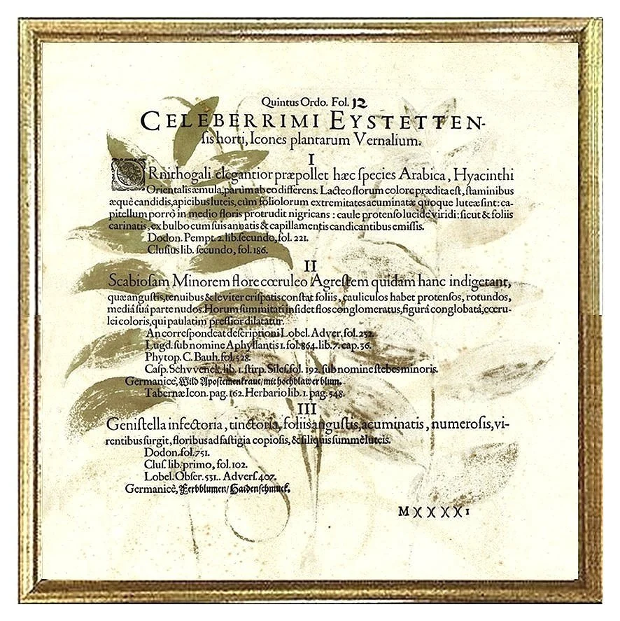 besler-page-offset-botanical-print-museum-outlets.jpg