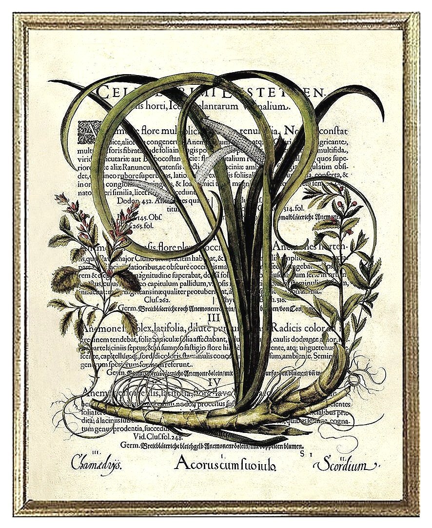 besler-botanical-collage-vintage-print-museum-outlets.jpg