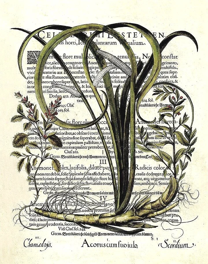 besler-botanical-collage-vintage-print-museum0outlets.jpg