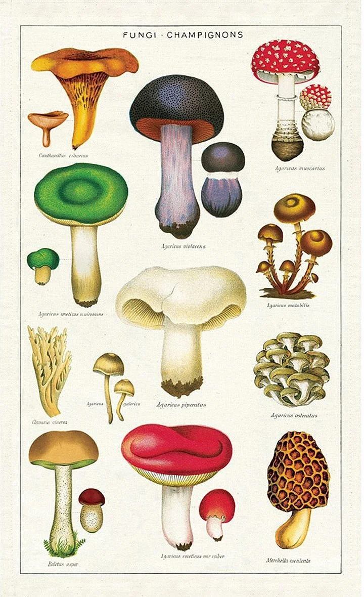 Cavallini Tea Towels Mushrooms
