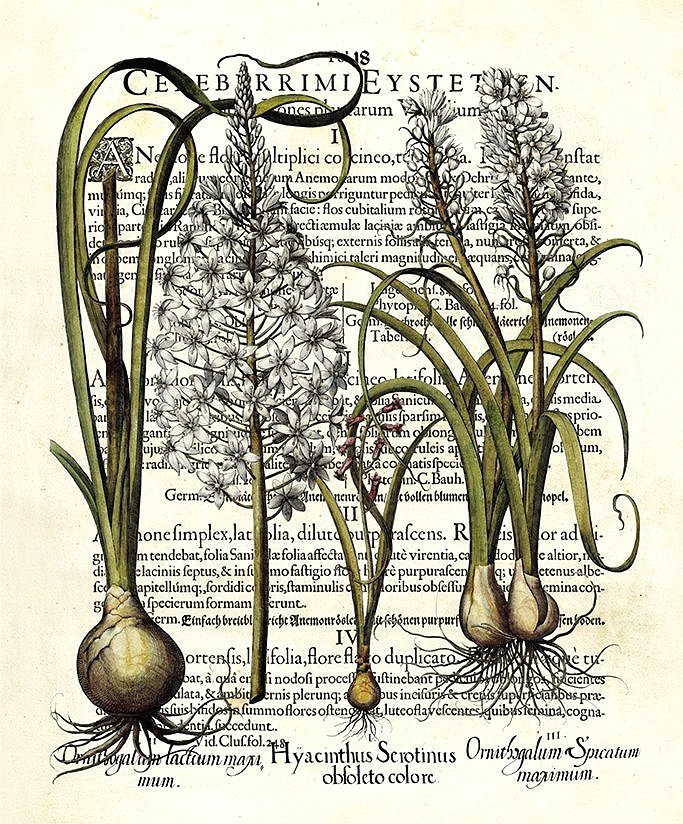besler-botanical-page-collage-print-museum-outlets.jpg