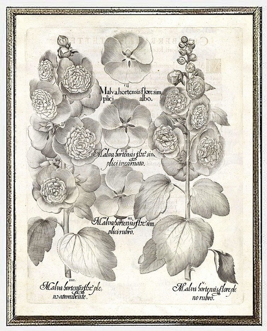 besler-malva-botanical-print-museum-outlets.jpg